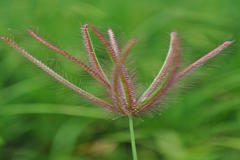 Chloris barbata